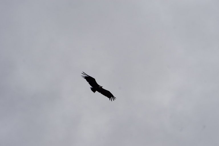 _DSC0185.JPG 